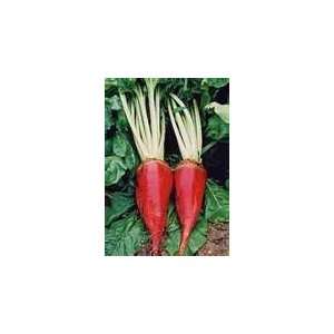  Todds Seeds   Red Mammoth, Fodder Beet Seed   5g Seed 