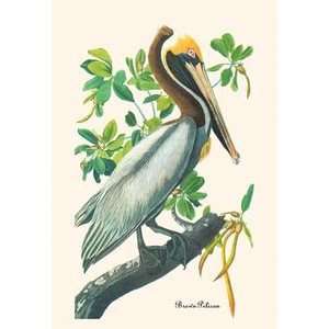 Brown Pelican   Paper Poster (18.75 x 28.5): Home 