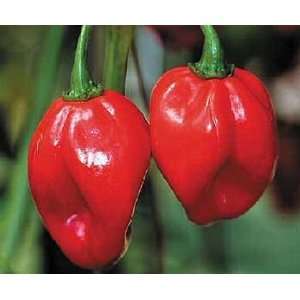  Red Savina Hot Pepper 10+ Seeds The Last World Record 