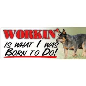   Born to Do Australian cattle dog bumper sticker 71/2x21/2: Automotive