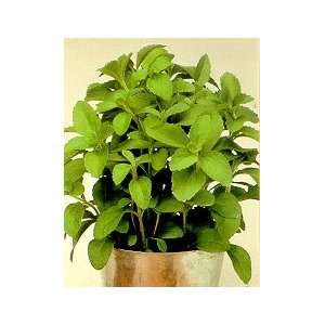  Organic Stevia Plant Herb   50 Seeds, 30 mg Patio, Lawn 