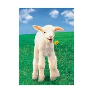  Animals Posters Lamb   Flower Poster   86x61cm