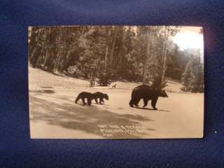 MICHIGAN BEARS   Postcards  