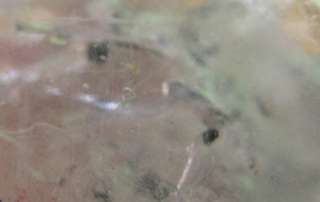 Enhydro Quartz Point,Enhydrite Crystal,Water Bubble many pcs  