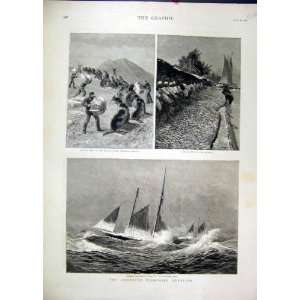  1890 Driving Seals Behring Strait Shad Fishing Schooner 