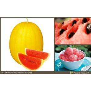   Red Flesh Golden Crown Watermelon 15 Melon Fruit / Vegetable Seeds