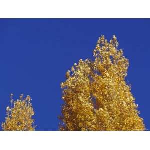 : Russet Orange Poplar Tree Leaves against an Indigo Sky During Fall 