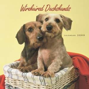 Dachshunds 365 Days 2009 Square Wall Calendar BrownTrout Publishers Inc