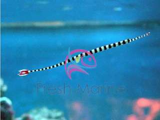 Banded Pipefish Doryrhamphus dactyliophorus, Live Salt Water Aquarium 