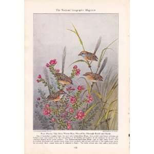    crowned Emu Wren   N.C. Cayley Vintage Bird Print 