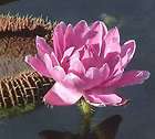Victoria Water Lily Lotus 1000 seeds