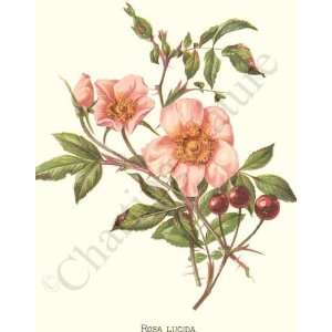  Botanical Rose Print: Dwarf Wild Rose   Rosa lucida 