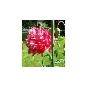   Turkish Bombast Rose Somniferum Poppy 200 Seeds Patio, Lawn & Garden