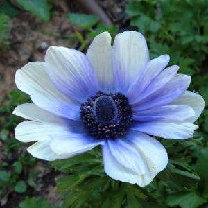 WINDFLOWER Anemone coronaria easy cut flower 50 seeds  