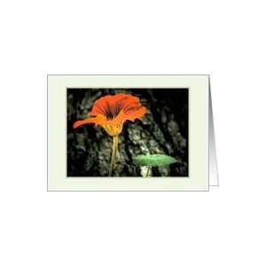  Sympathy Orange Nasturtium flower, photography Card 