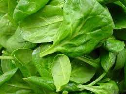 Spinach Vegetable Seeds Bloomsdale , Additional seeds ship free with 