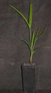 Dypsis decaryi Triangle Palm Endangered Madagascar Super Stunning 