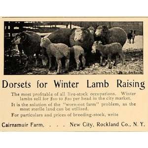  1907 Ad Dorset Winter Lambs Sheep Cairnsmuir Farm 