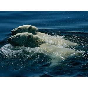  Two Polar Bears Swim Together Photographers Photographic 