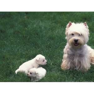  Domestic Dogs, West Highland Terrier / Westie with Two 