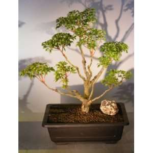   Boys Dwarf Flowering Andromeda Bonsai Tree pieris japonica bonsai