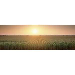View of the Corn Field During Sunrise, Sacramento County, California 