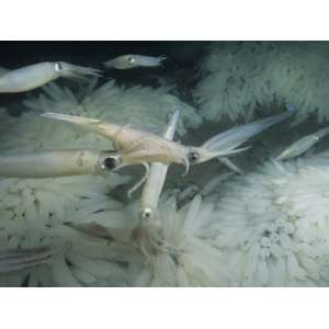 Common or Market Squid Mating with Egg Cases on the Sea Floor. (Loligo 