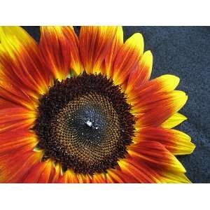  Orange Mahogany Sunflower   20 Seeds   Bicolor Patio 
