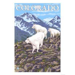  White Mountain Goat Family   Colorado Giclee Poster Print 