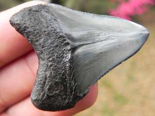 Megalodon pulió dientes fósiles de diente que ÉSTE LO VALE