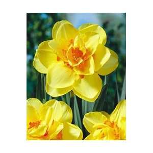   Double   Tahiti Fall Flower Bulb   Pack of Five Patio, Lawn & Garden