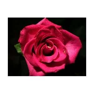  Purple Cezanne Hot Pink Rose 20 Long   100 Stems: Arts 
