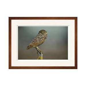 Burrowing Owl Cape Coral Florida Framed Giclee Print