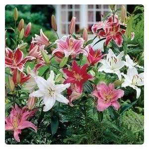  10 Oriental Lily Mixed bulbs Patio, Lawn & Garden