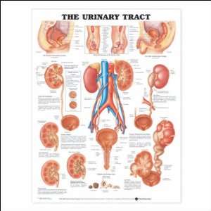  The Urinary Tract and Disorders Anatomical Chart 20 X 26 