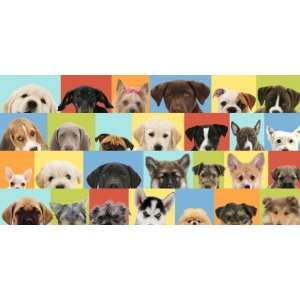  Good Dog Primary   Small Prepasted Wall Mural: Home 