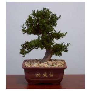  Style Potted in Chinese Bonsai Container Preserved   Not a living tree