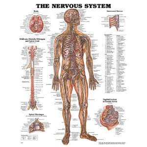 Nervous System Chart 20 w X 26 h (Catalog Category Physician Supplies 