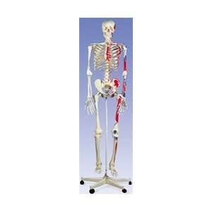 Max the Muscle Skeleton on Pelvic Mounted Roller Stand:  