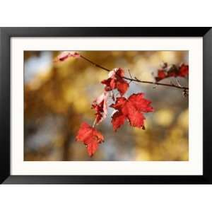  Autumn Hued Maple Leaves Clinging to a Branch Framed Art 