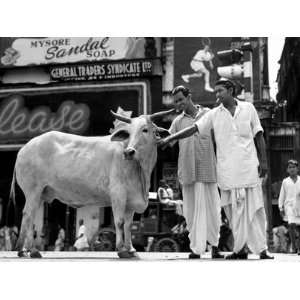  Two Hindu Men Touching a Cow, Sacred in their Religion, on 