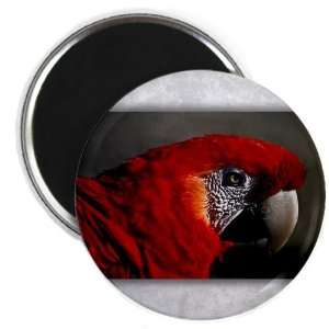  2.25 Magnet Scarlet Macaw   Bird 