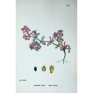  Botany Plants C1902 Purple Spurge Euphorbia Peplis