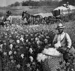 COTTON FIELD, NEGROES PICKING HARVESTING COTTON, MULE  