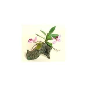  Zoo Med Orchid With Rock Base