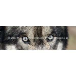  Exclusive By ClearVue Graphics Window Graphic   20x65 Wolf 