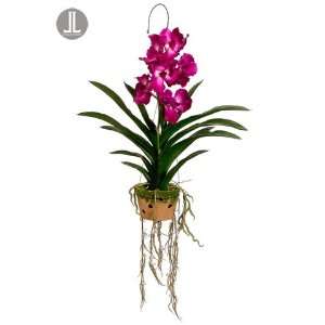 Hanging Vanda Orchid Plant W/Roots in Cement Pot W/Hanger Dark Orchid 