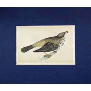    1860 Hand Coloured Antique Print Missel Thrush Bird