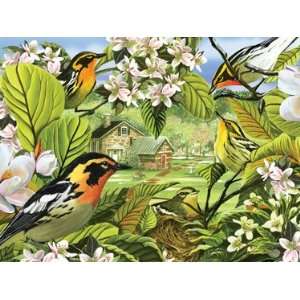  Blackburnian Warblers   500 Piece Puzzle Toys & Games