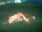 Silent Hill Video Game Tee Shirt, Dead Bunny Logo, L